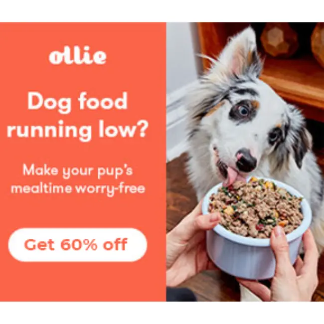 Ollie Spring Sale: Save 60% + Free Shipping