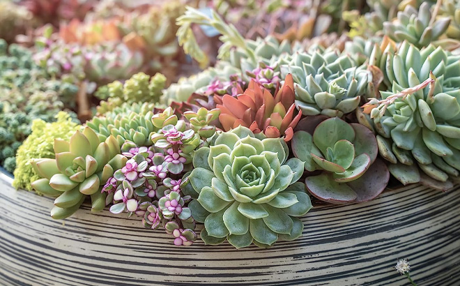 Live Succulent Plants 20-Pack for $19 at Amazon