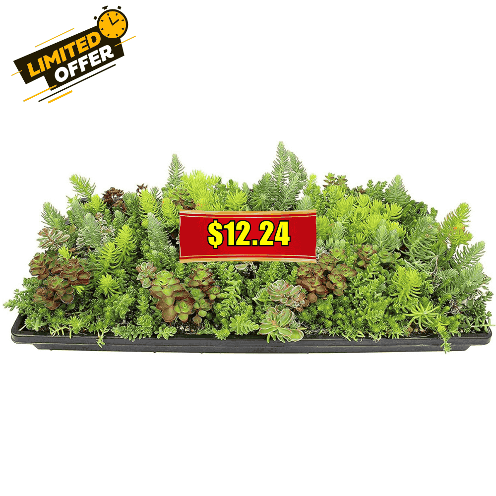 10 in. x 20 in. Sedum Groundcover Mat