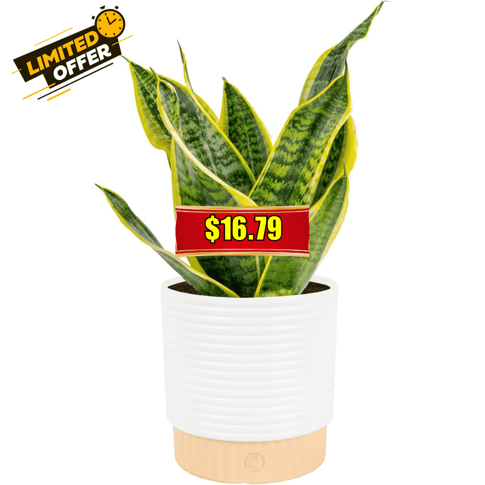Costa Farms Snake Plant