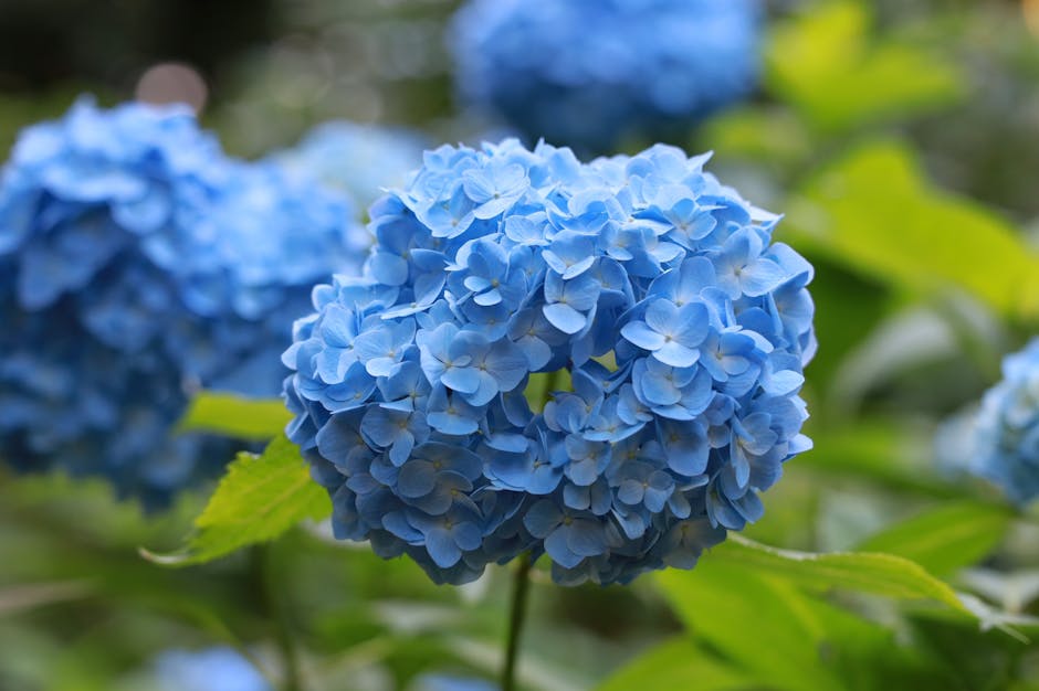 $15 Live Shrubs Knock Out Rose and Endless Summer Hydrangea  deal at Walmart