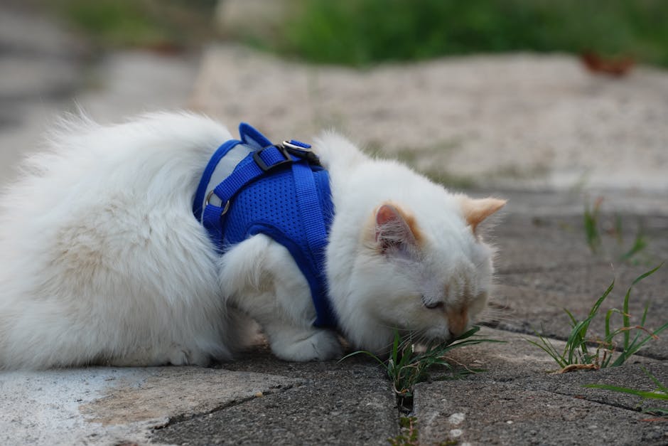 Adjustable Pet Harness