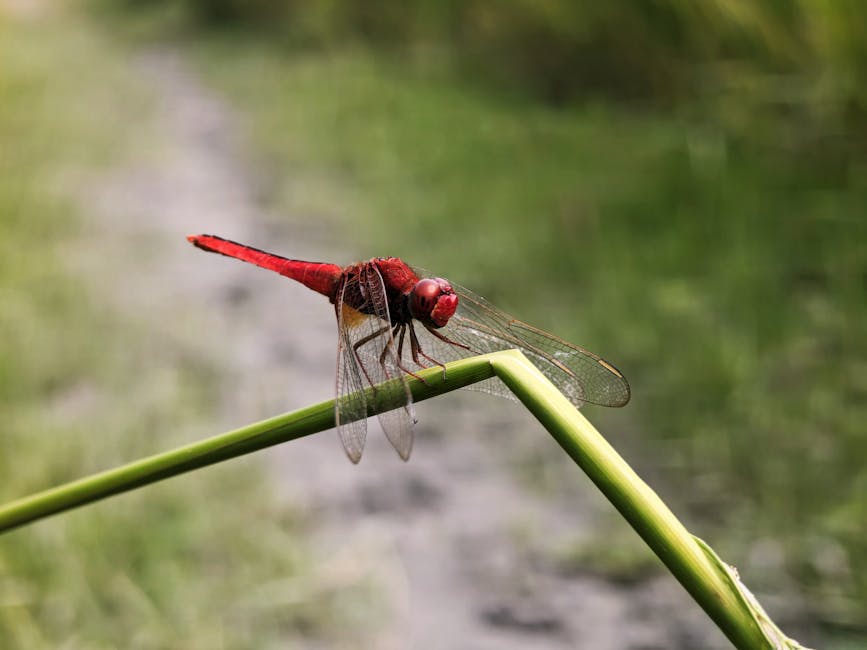 Dual-Use Dragonfly Spray Wand