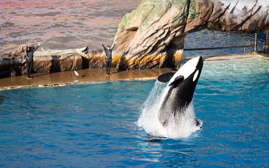 FREE Tickets to SeaWorld (Military Veterans & Families)!