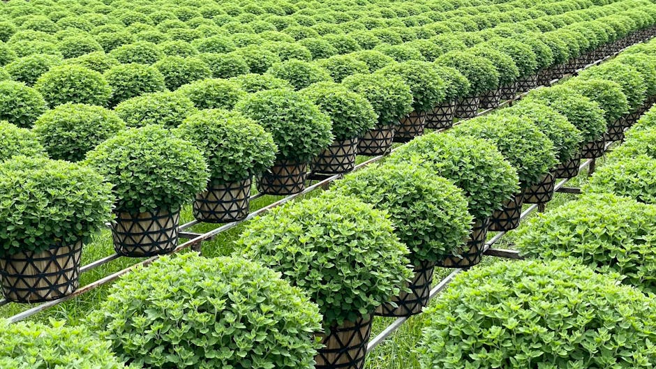 Up to 40% Off Costa Farms Live Plants on Amazon