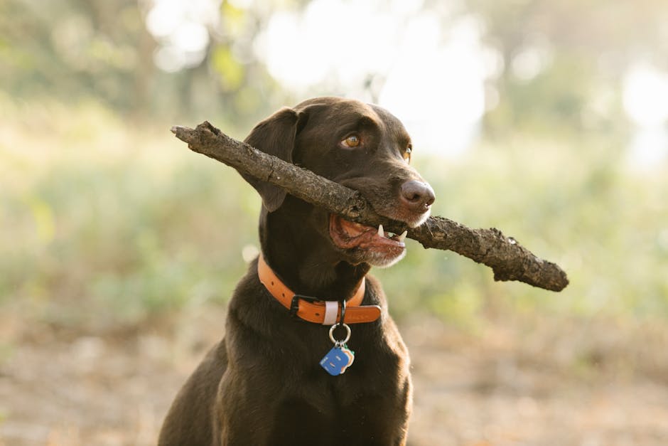 FREE Smart Pet Tag!
