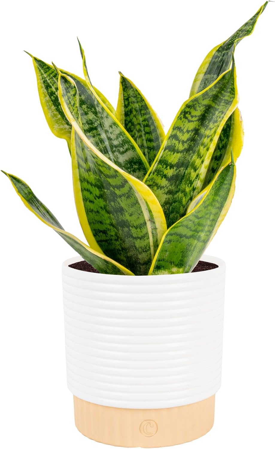 Up to 40% Off Live Plants at Amazon (From ONLY $16!)