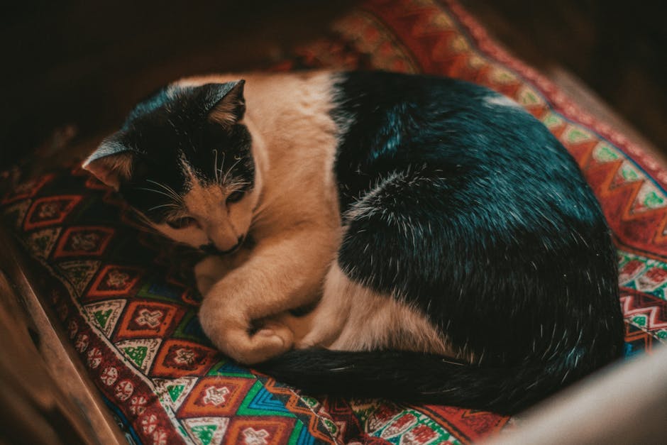 Custom Pet Pillows Just $20 Shipped (Fun Gift Idea For Dog Moms!)