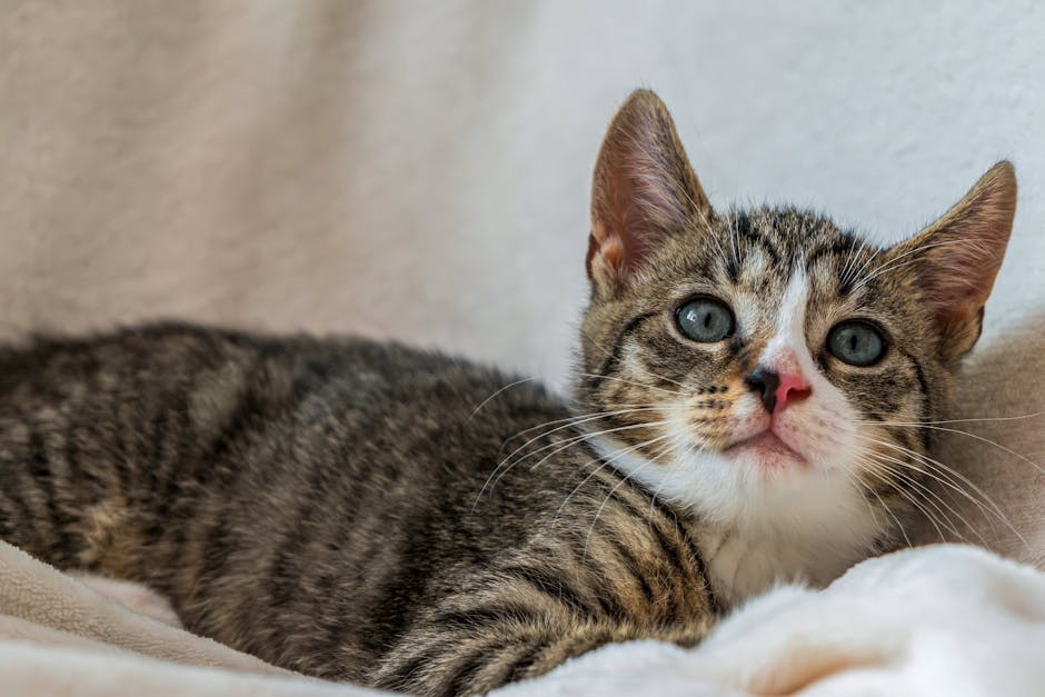 Purina 20-Pound Cat Litter $8 at Walmart