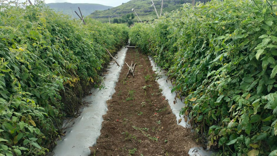Tackle Weeds Like a Pro with Grampa’s Weeder