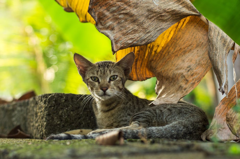 Multi-Level Cat Tree only