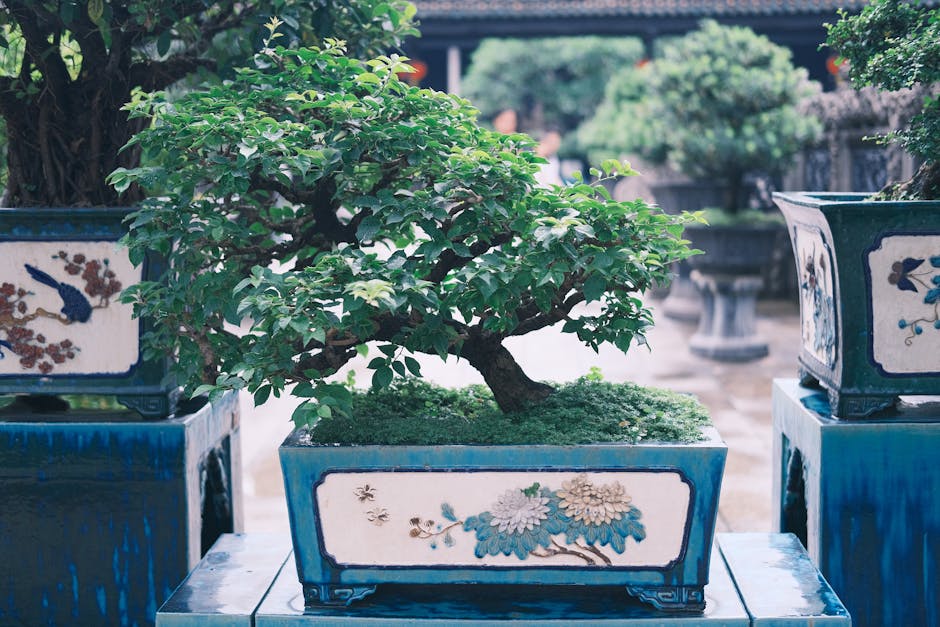 Brussel’s Fukien Tea Bonsai Tree Only