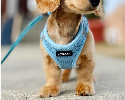 Voyager Step-in Air Harness Deal