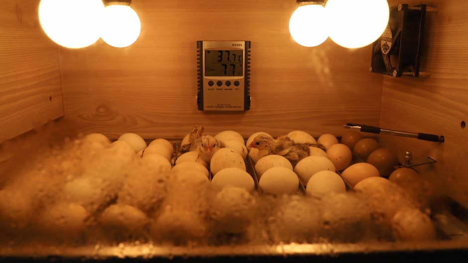 18 Egg Capacity Incubator for Hatching Eggs Just $22.xx on Amazon