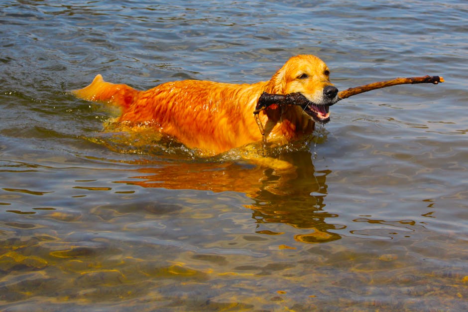 Chuckit! Amphibious Bumper Fetch Stick Only $4.xx on Amazon (Reg