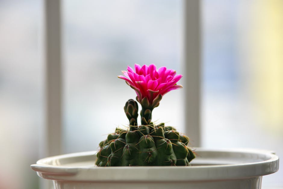 $28.99 LEGO Botanicals Flowering Cactus Building Kit Reg $34.99 A