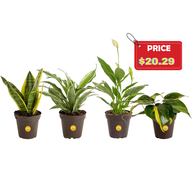 The current image has no alternative text. The file name is: Live-Indoor-House-Plants-4-Pack.png