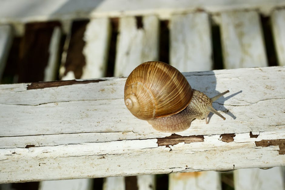 Snail Mucin $7.94 at Amazon