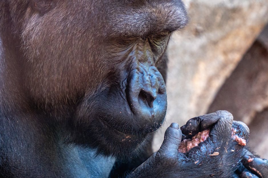 Gorilla Grip Can Opener Just $7.99 on Amazon (Reg. $16)