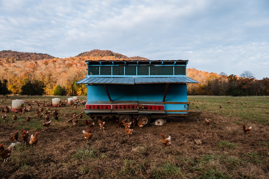 Large Chicken Coop with Wheels $150 at Walmart (reg. $280)
