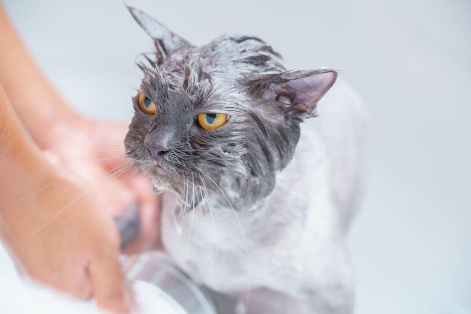 Burt’s Bees for Pets Waterless Cat Shampoo Spray Only $4.xx on Am