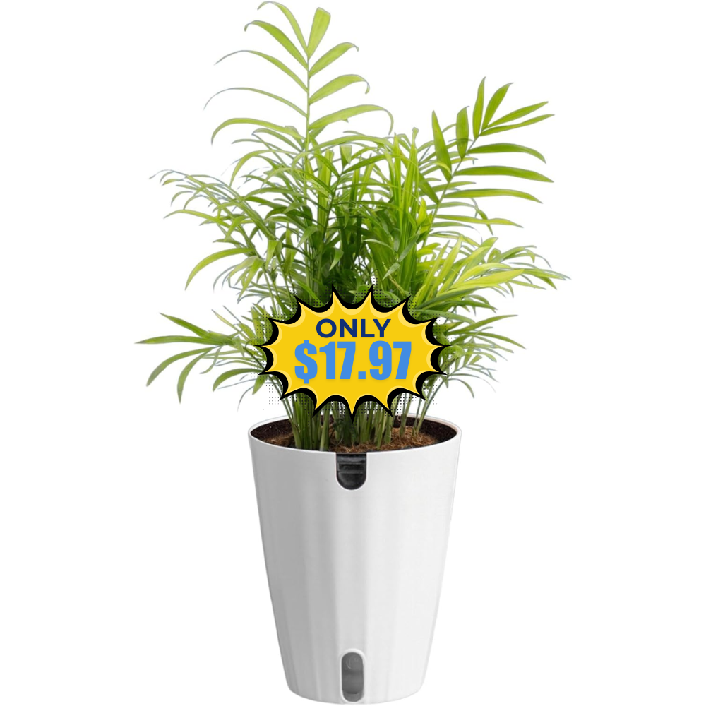 Costa Farms Parlor Palm Live Plant Deal: Save 18%