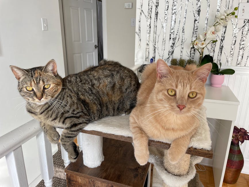Big Price Drops on Alden Designs Cat Trees Deal at Walmart