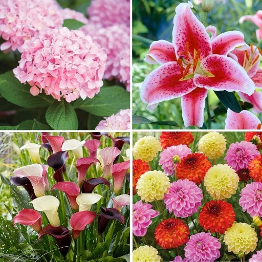 Lowe's Home Pick: Plants, Bulbs & Seeds deal at Lowe's