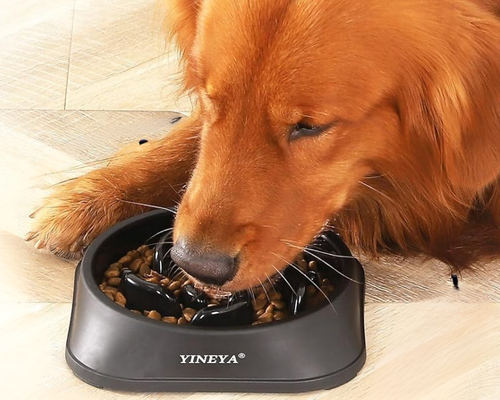 Slow Feeder Dog Bowl Deal at Petco
