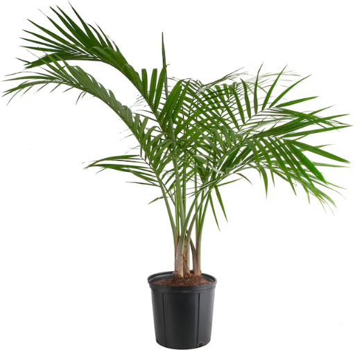 Lowe’s Patio & Garden Pick: Lowe’s Only $14 (Reg. $24.98) at Lowe’s