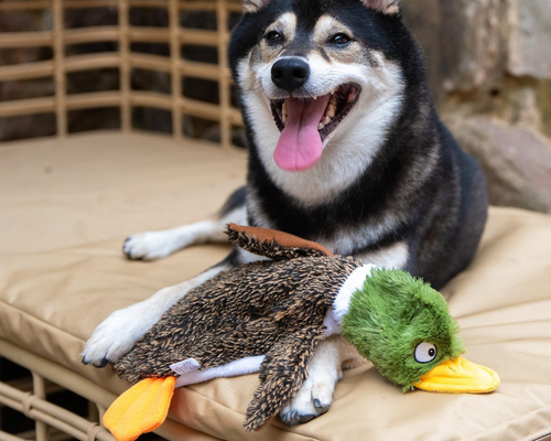 Duck Pet Toy Deal