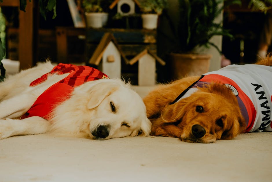 Adidas Pet Collection Available Now!