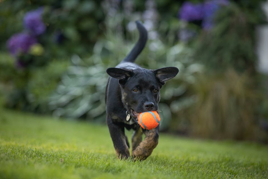 Chuckit! Sniff Fetch Ball Duo Pack Only $6.47 (Reg. $13) at Walmart