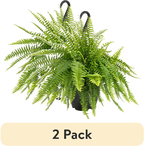Expert Gardener Boston Fern 2-Pack Only $20 (Reg. $40) at Walmart