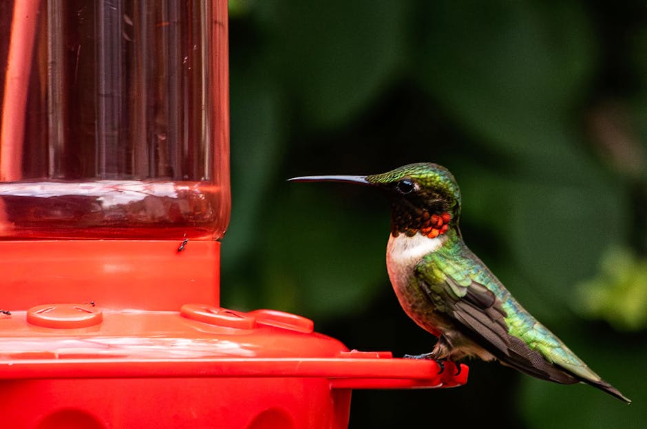 Glass Hummingbird Feeder with Ant Only $14.97 (Reg. $25) at Amazon