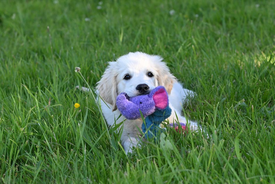 Petco Free June Events | Free Pet Food, Photo Ops, & Puppy Playtime!