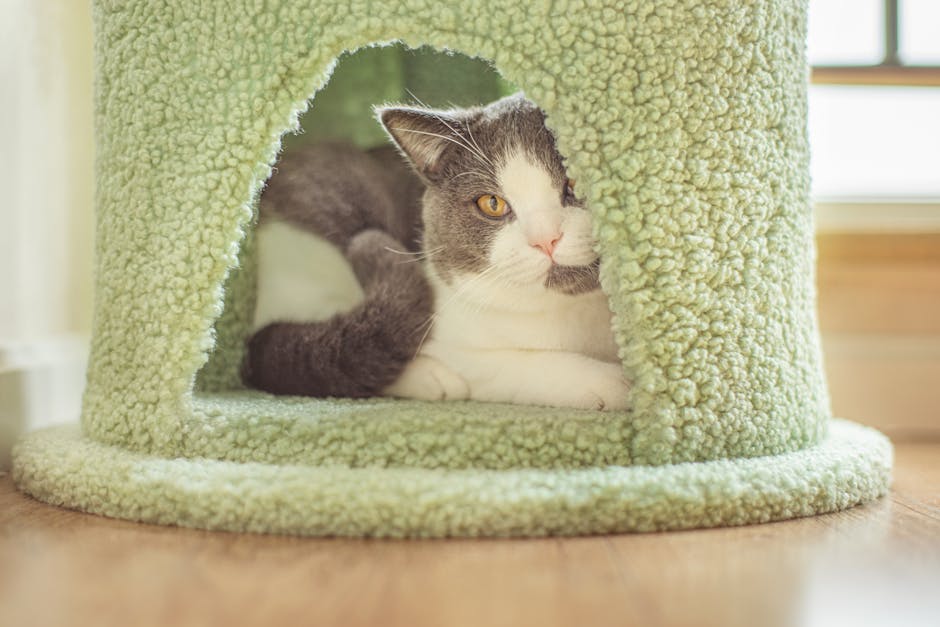 Shark Shape Cat House Only $17