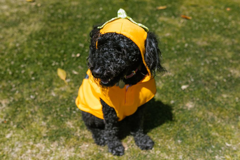 Comfrt Pet Hoodies