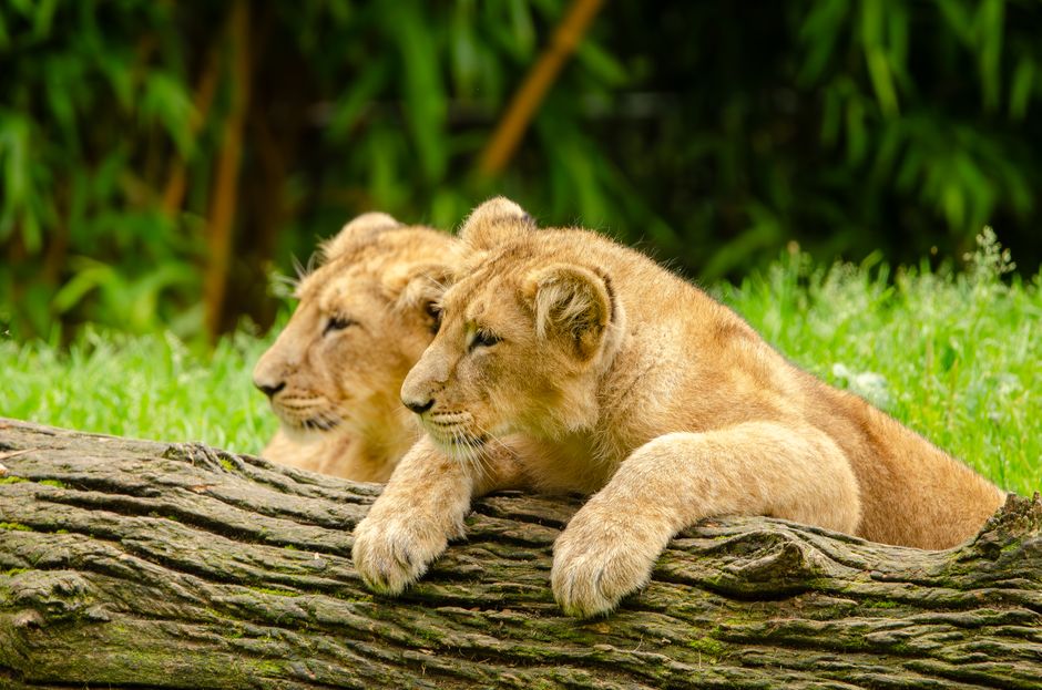Prime Members: Hello, Baby Animals Only $2.95 (Reg. $7.99) at Amazon