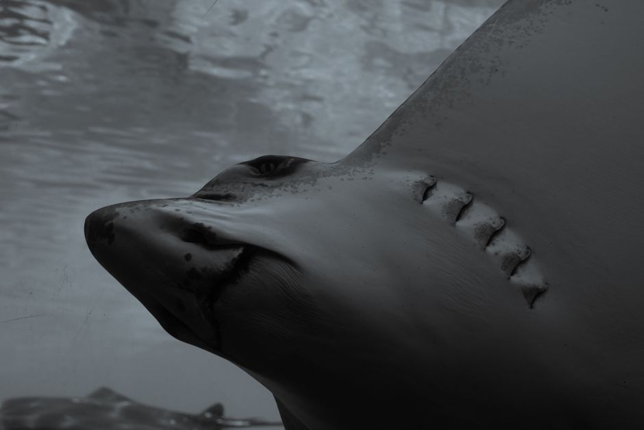 Shark TurboBlade Fan JUST