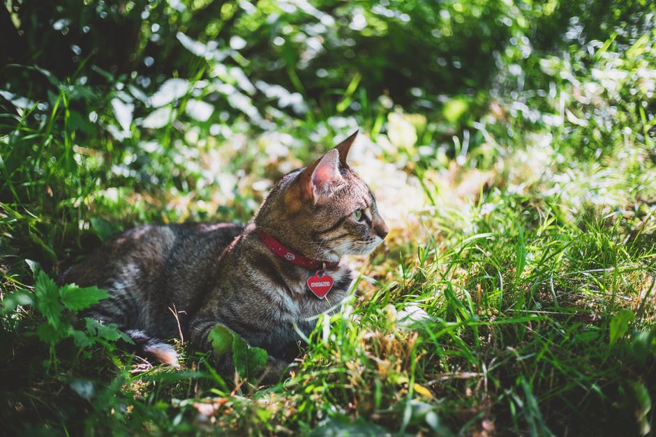 FREE FidoTabby Alert Pet ID Tag (Includes QR Code w/ Automatic