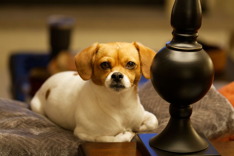 The Popular Anthro Dog Lamps Are an EXTRA 50% Off!