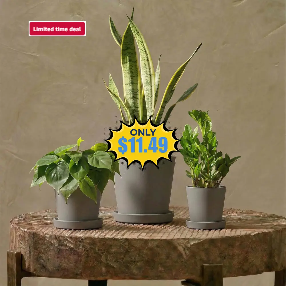 Bamworld Plant Pots Indoor Set of 3 Deal: Save 50% at Amazon