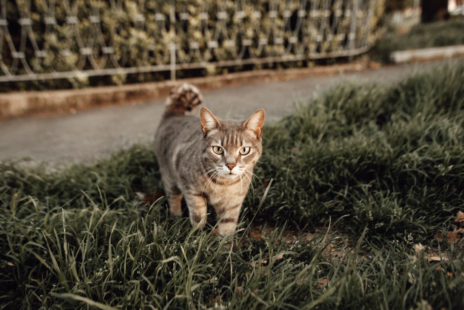 Sam’s Club: 40-lbs Purina Tidy Cats Multi-Cat Only $15 at Samsclub