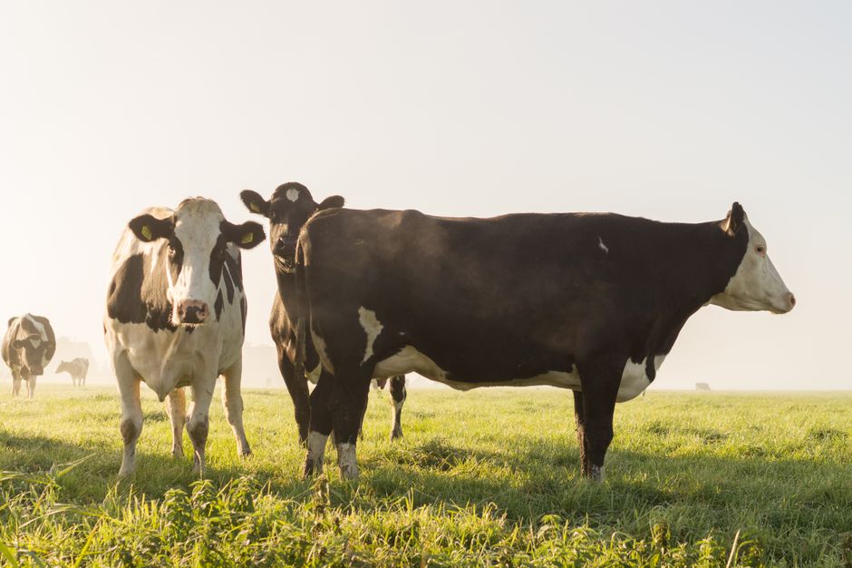 FREE Chick-fil-A Entree on Cow Appreciation Day!