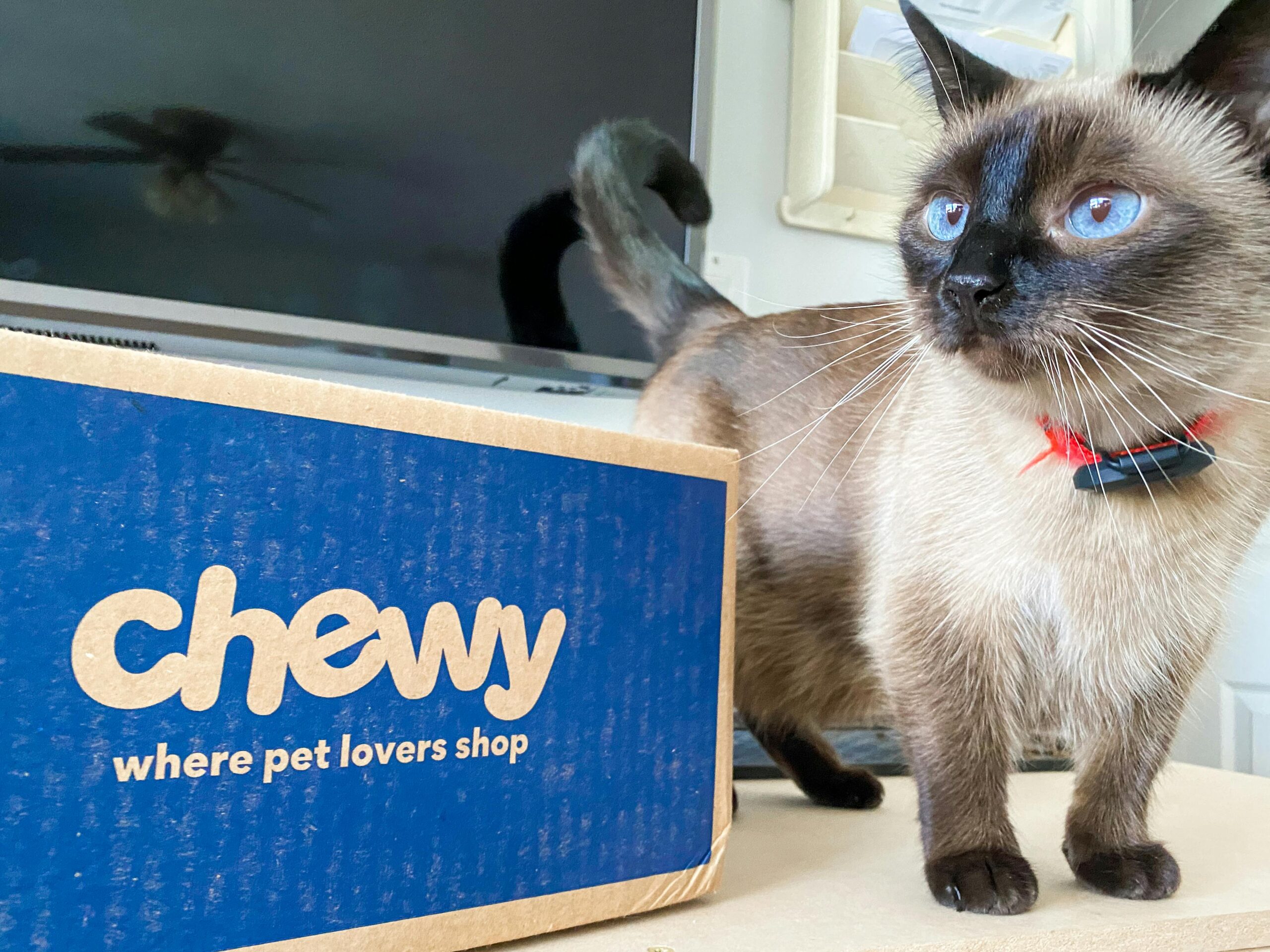 Get a Only $20 at Chewy