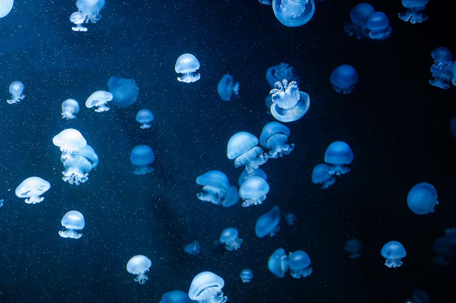 Viral Squishy Jellyfish Toy 2-Pack Just Only $9.99 (Reg. $17)