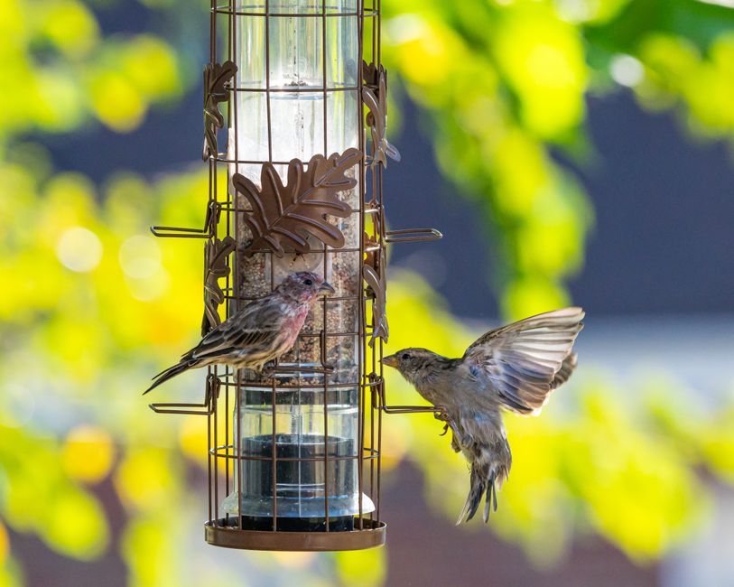 Large Heavy-Duty Birdfeeder Only Only $13.99 (Reg. $27) at Walmart