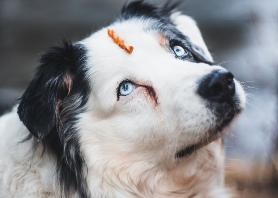 360 Pet Camera w/ Treat Dispenser Only Only $44.99 (Reg. $90)