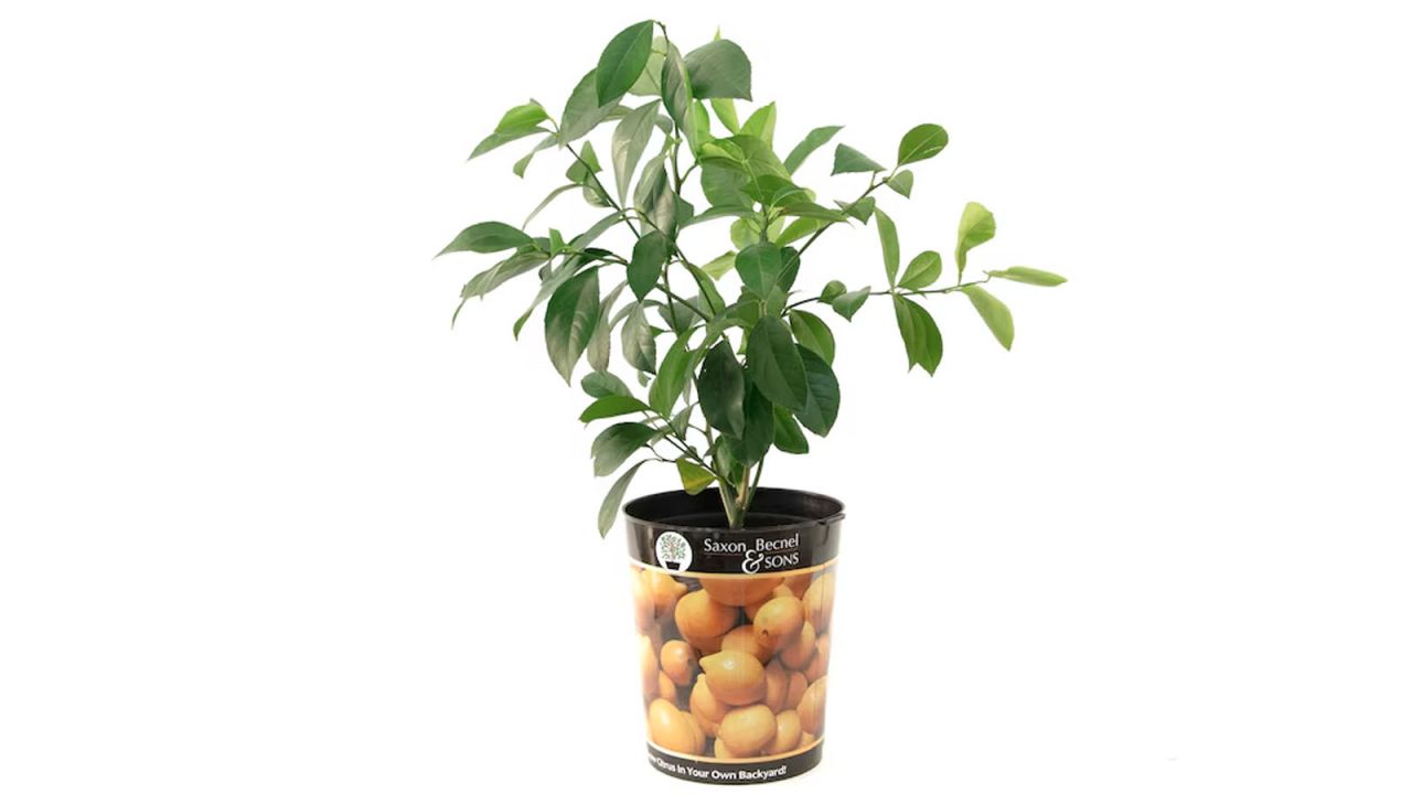 Today ONLY! Up to 50% Off Lowe’s Live Plants + Free Shipping